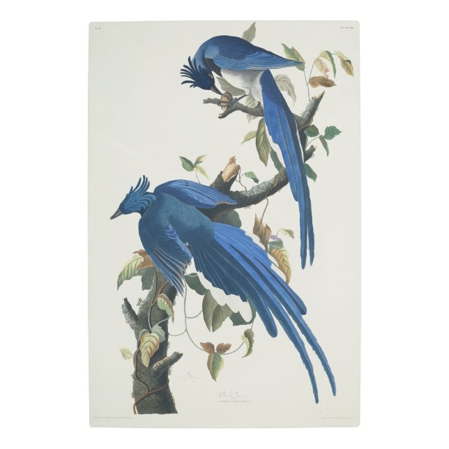 Audubon Columbia Jay Black Throated Magpie Jay Metal Print (Front)