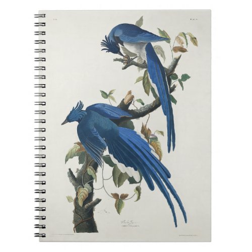 Audubon Columbia Jay Black Throated Magpie Jay Notebook