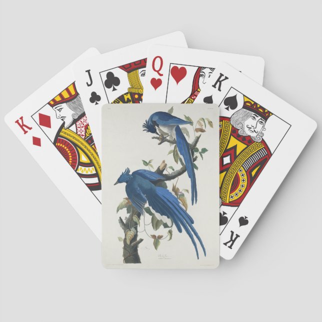 Audubon Columbia Jay Black Throated Magpie Jay Poker Cards (Back)