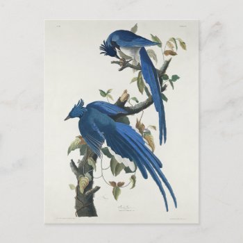 Audubon Columbia Jay Black Throated Magpie Jay Postcard by antiqueart at Zazzle