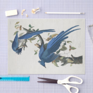 Audubon Columbia Jay Black Throated Magpie Jay Tissue Paper