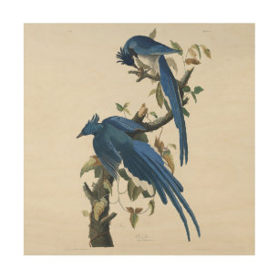 Audubon Columbia Jay Black Throated Magpie Jay Wood Wall Art