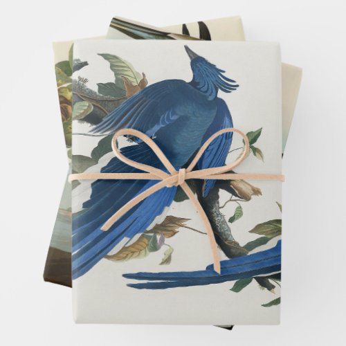 Audubon Columbia Jay Black Throated Magpie Jay Wrapping Paper Sheets