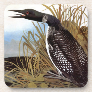 Audubon: Common Loon Beverage Coaster