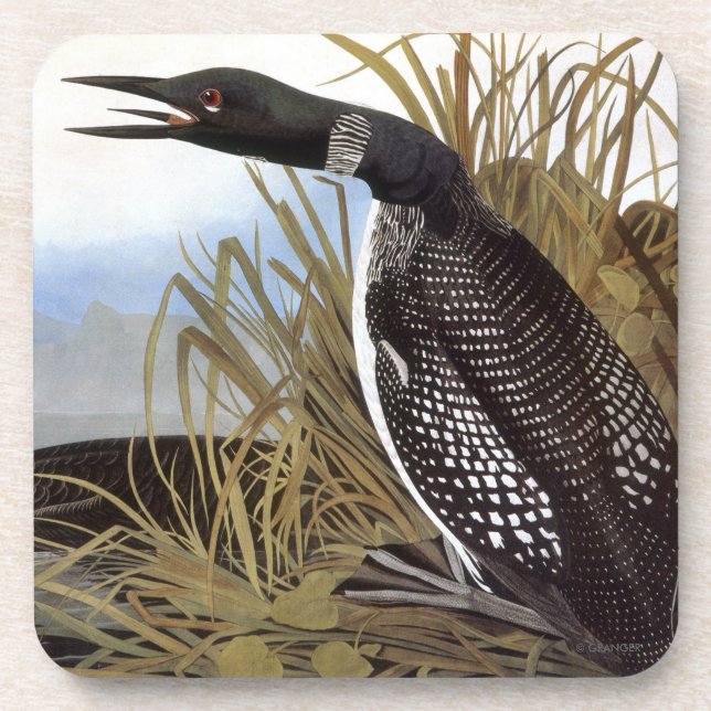 Audubon: Common Loon Beverage Coaster (Front)