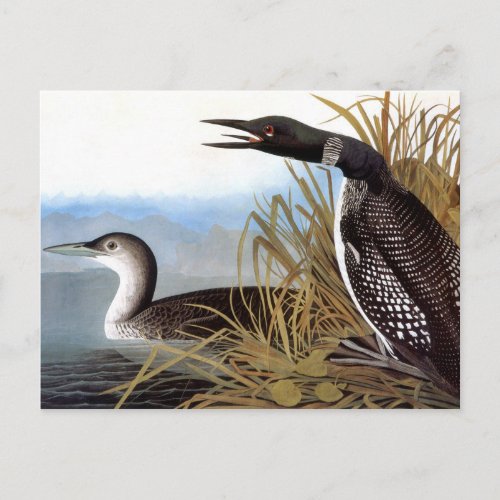 Audubon Common Loon Postcard