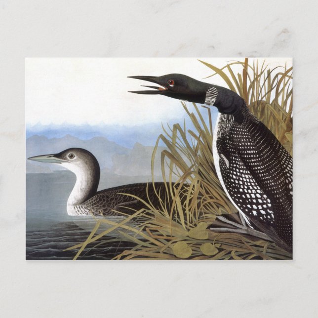 Audubon: Common Loon Postcard (Front)