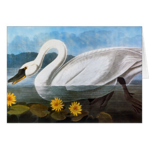 Audubon: Common Swan