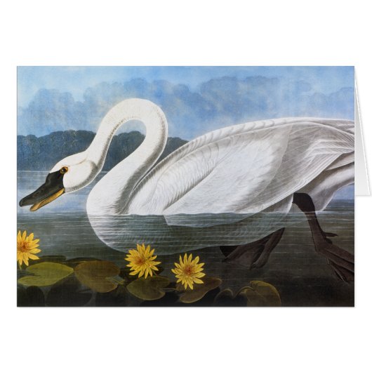 Audubon: Common Swan Cards (Front Horizontal)