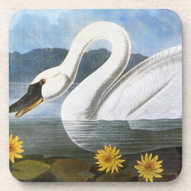 Audubon: Common Swan Drink Coaster (Front)