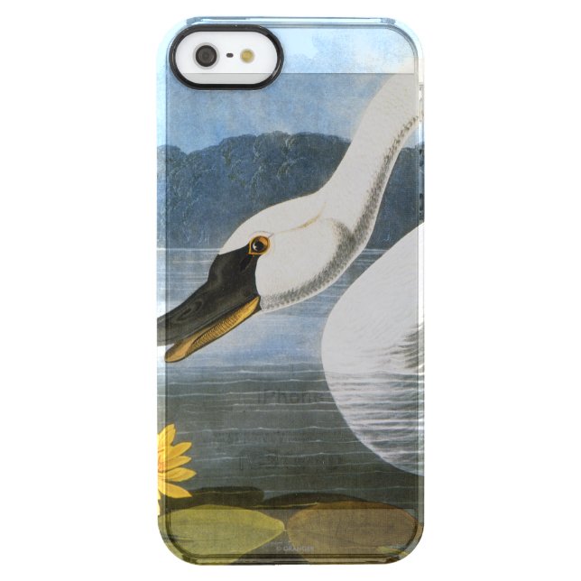 Audubon: Common Swan Uncommon iPhone Case (Back)