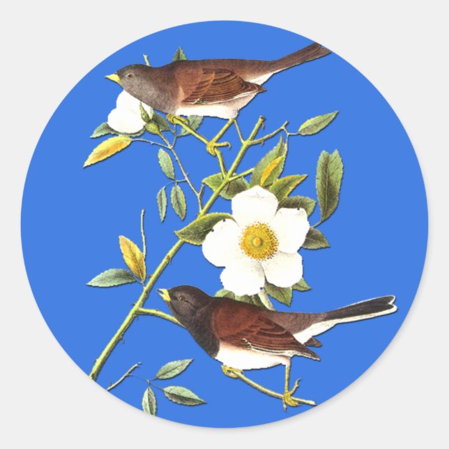 Audubon Dark Eyed Junco Bird Art Stickers (Front)
