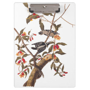 Audubon Downy Woodpecker Couple with Flowers Clipboard