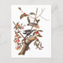 Audubon Downy Woodpecker Couple with Flowers Postcard