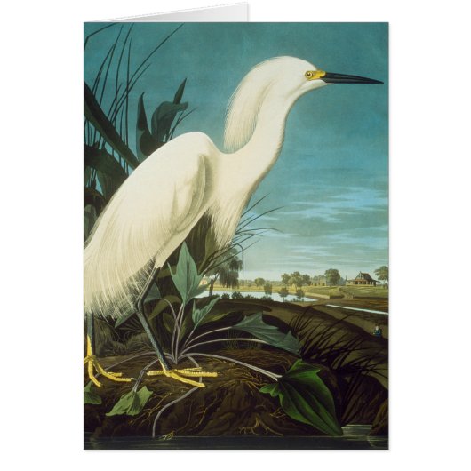Audubon: Egret Cards (Front)