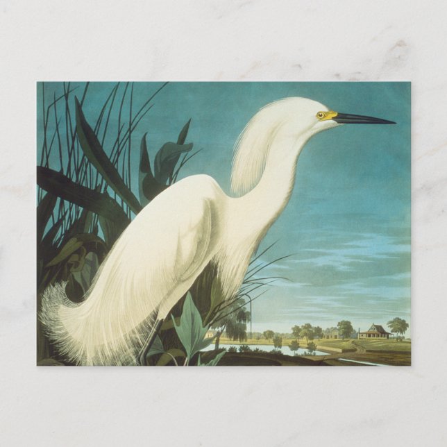 Audubon: Egret Postcard (Front)