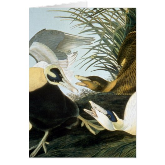 Audubon: Eider Duck Cards (Front)