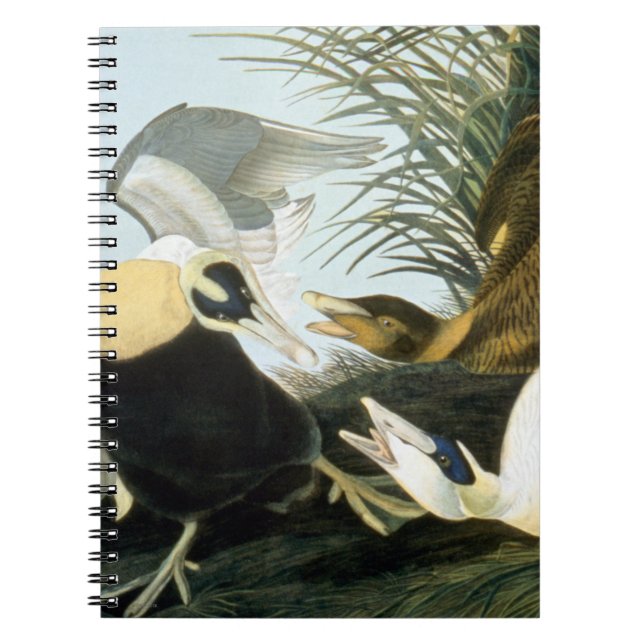 Audubon: Eider Duck Notebook (Front)