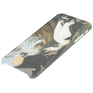 Audubon: Eider Duck Clear iPhone 6 Plus Case