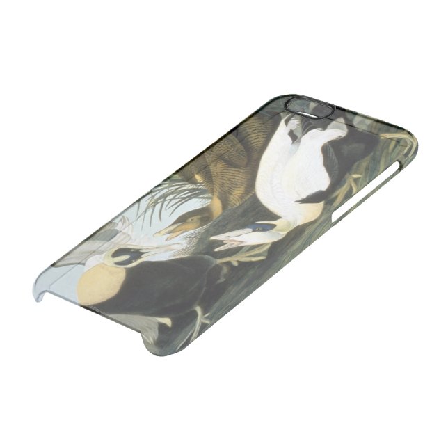 Audubon: Eider Duck Uncommon iPhone Case (Bottom)