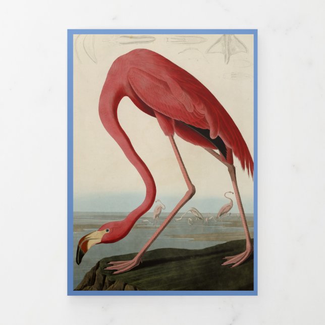 Audubon Flamingo Bird Print Template (Cover)