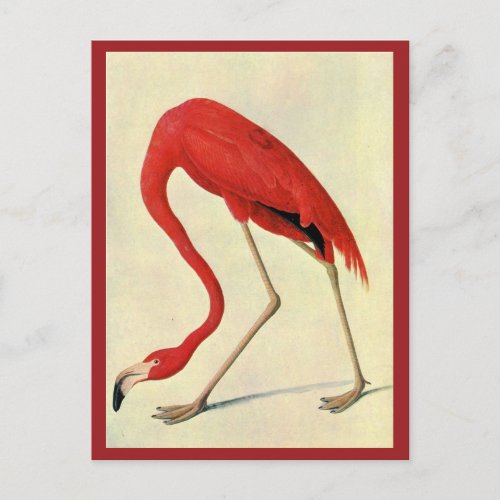 Audubon Flamingo Postcard