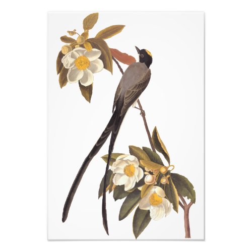 Audubon Fork_Tailed Flycatcher Bird Vintage Art Photo Print