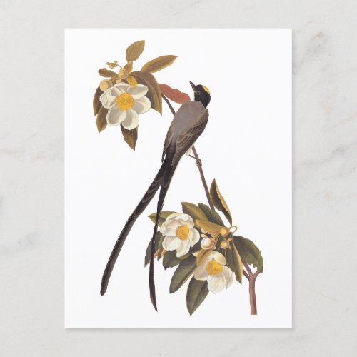 Audubon Fork_Tailed Flycatcher Bird Vintage Art  Postcard