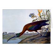 Audubon: Glossy Ibis (Front Horizontal)
