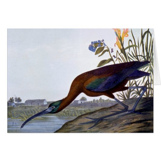 Audubon: Glossy Ibis Cards (Front Horizontal)