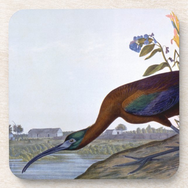 Audubon: Glossy Ibis Drink Coaster (Front)