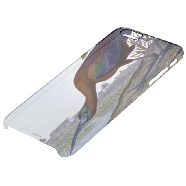 Audubon: Glossy Ibis Uncommon iPhone Case (Bottom)