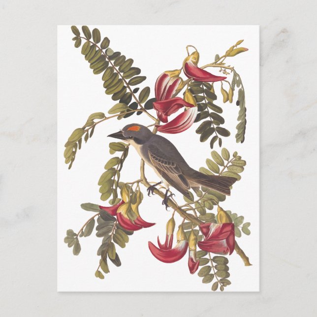 Audubon Gray Kingbird on Hummingbird Tree Postcard (Front)