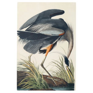 Audubon Great Blue Heron 1834 Plate CCXI Metal Print