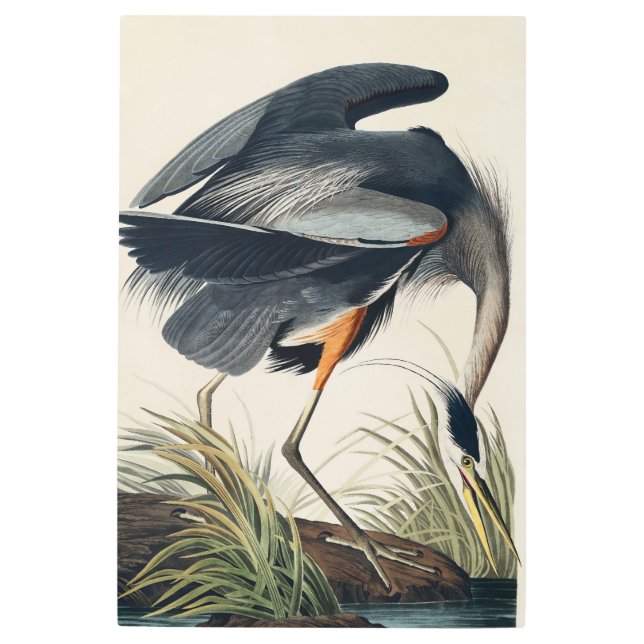 Audubon Great Blue Heron 1834 Plate CCXI Metal Print (Front)