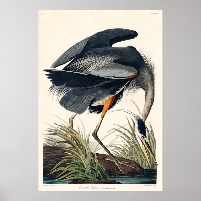 Audubon Great Blue Heron 1834 Plate CCXI Poster (Front)