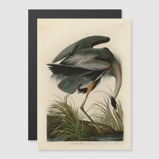 Audubon Great Blue Heron Marsh Bird (Front/Back)