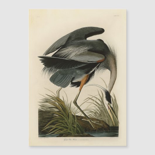 Audubon Great Blue Heron Marsh Bird (Front)