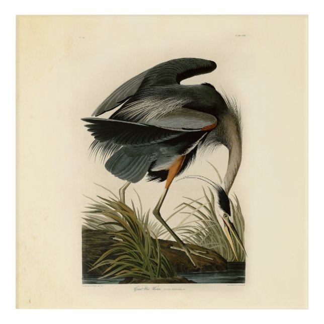 Audubon Great Blue Heron Marsh Bird Acrylic Print (Front)
