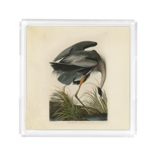 Audubon Great Blue Heron Marsh Bird Acrylic Tray