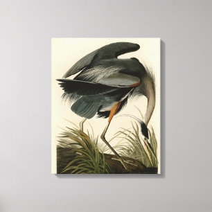 Audubon Great Blue Heron Marsh Bird Canvas Print