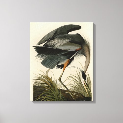 Audubon Great Blue Heron Marsh Bird Canvas Print