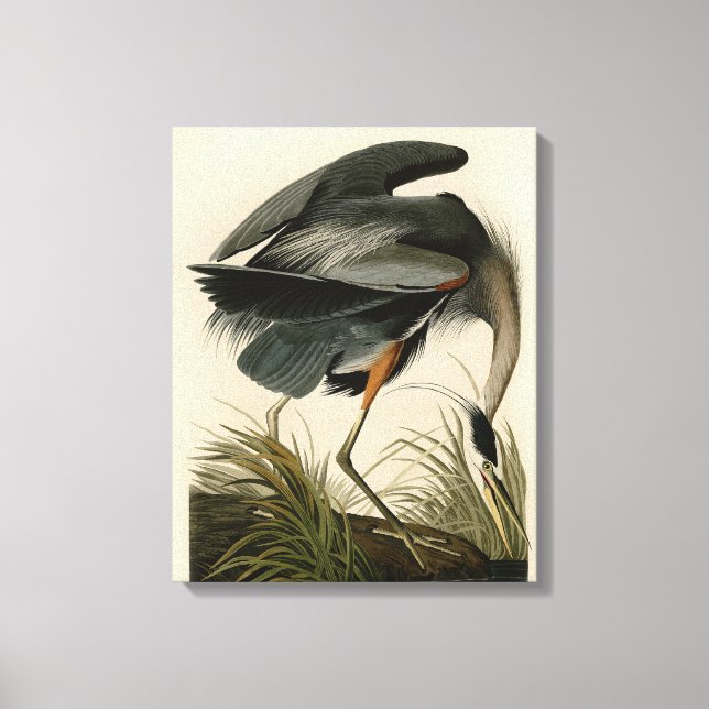Audubon Great Blue Heron Marsh Bird Canvas Print (Front)