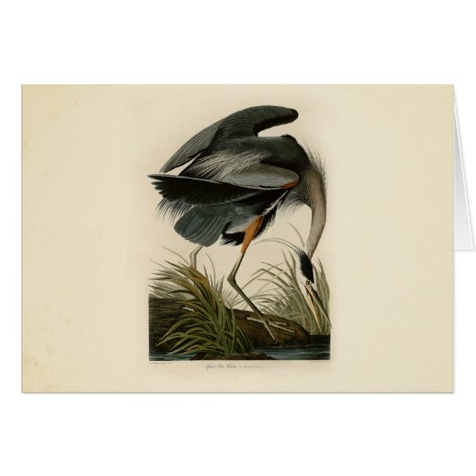 Audubon Great Blue Heron Marsh Bird Cards (Front Horizontal)