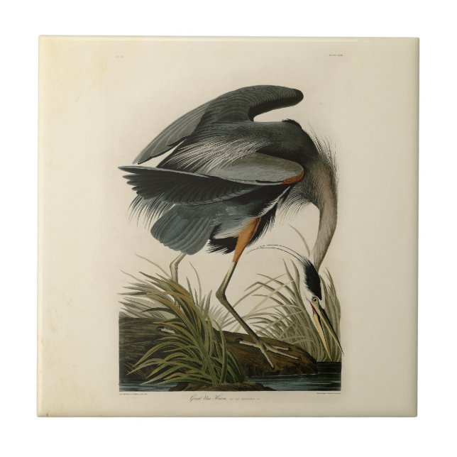 Audubon Great Blue Heron Marsh Bird Ceramic Tile (Front)