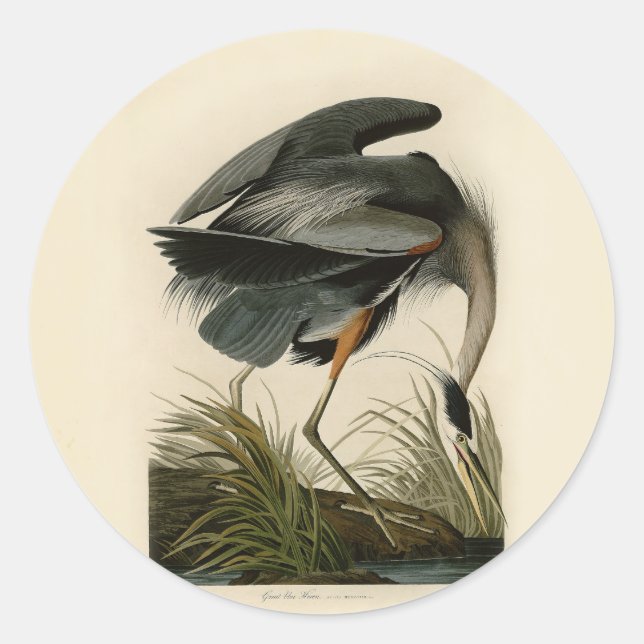 Audubon Great Blue Heron Marsh Bird Classic Round Sticker (Front)