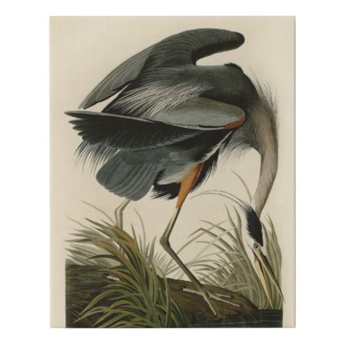 Audubon Great Blue Heron Marsh Bird Faux Canvas Print