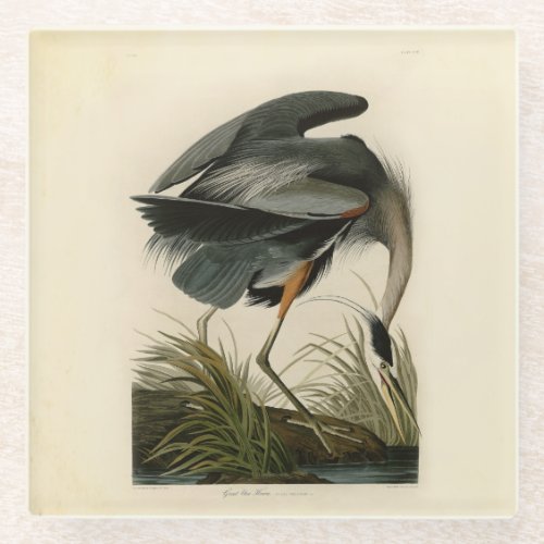 Audubon Great Blue Heron Marsh Bird Glass Coaster