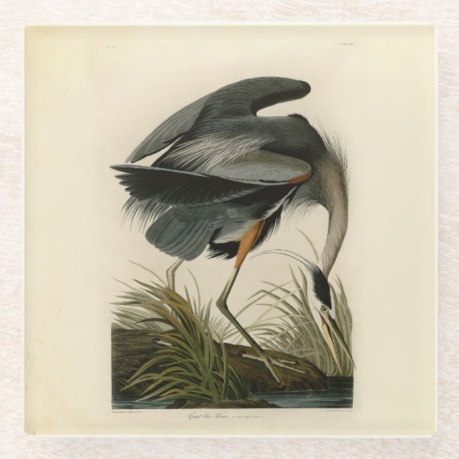 Audubon Great Blue Heron Marsh Bird Glass Coaster (Front)