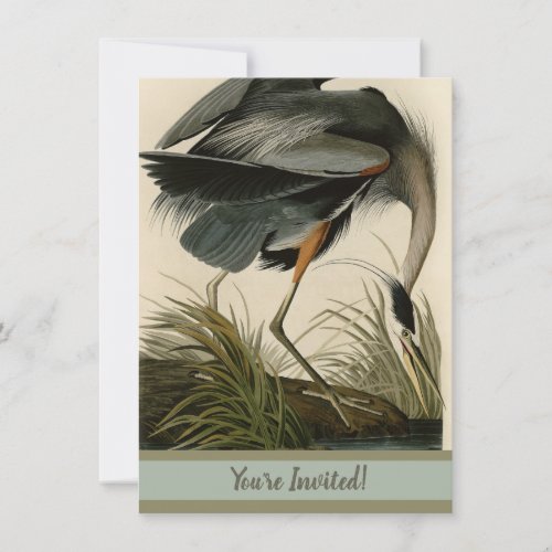 Audubon Great Blue Heron Marsh Bird Invitation